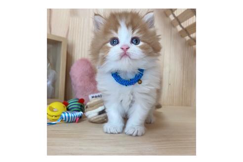 成約済の長野県のミヌエット-17447の3枚目