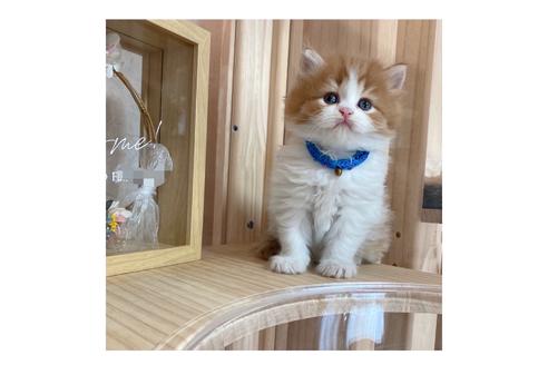 成約済の長野県のミヌエット-17447の2枚目