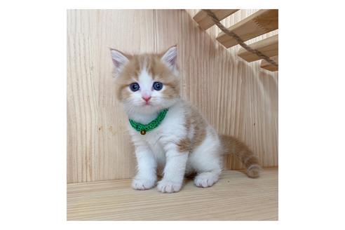 成約済の長野県のミヌエット-17448の1枚目