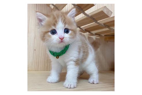 成約済の長野県のミヌエット-17448の5枚目