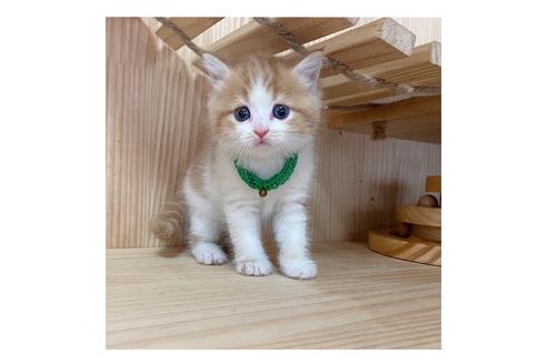 成約済の長野県のミヌエット-17448の4枚目