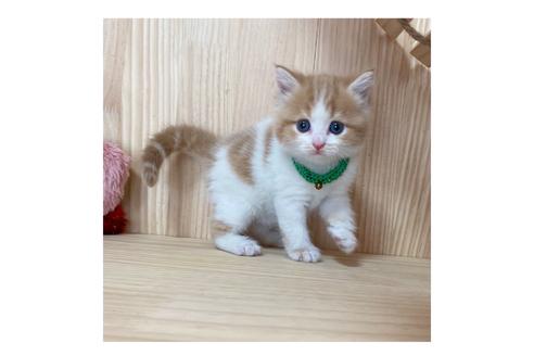 成約済の長野県のミヌエット-17448の3枚目