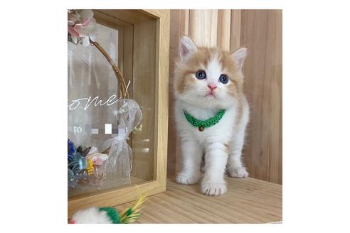 成約済の長野県のミヌエット-17448の2枚目