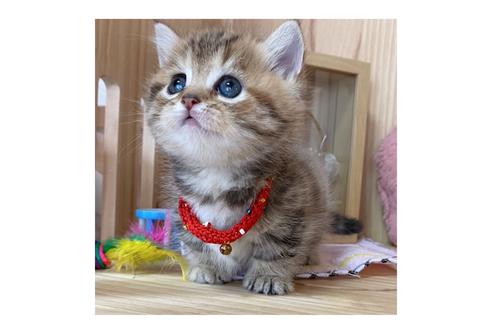 成約済の長野県のミヌエット-17449