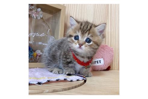 成約済の長野県のミヌエット-17449の5枚目