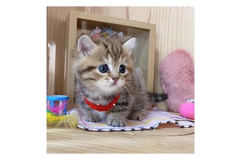 成約済の長野県のミヌエット-17449の4枚目