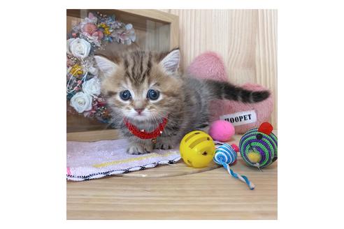 成約済の長野県のミヌエット-17449の3枚目