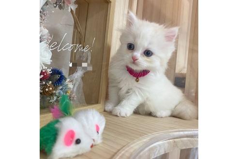 成約済の長野県のミヌエット-17451