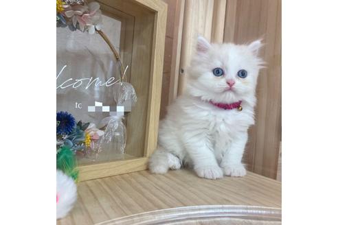 成約済の長野県のミヌエット-17451の5枚目