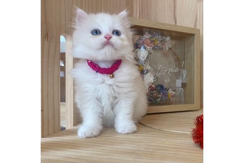 成約済の長野県のミヌエット-17451の4枚目