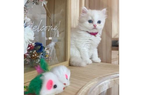 成約済の長野県のミヌエット-17451の3枚目