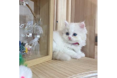 成約済の長野県のミヌエット-17451の2枚目