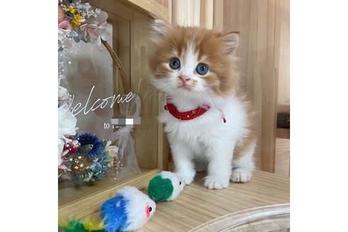 成約済の長野県のマンチカン-17452