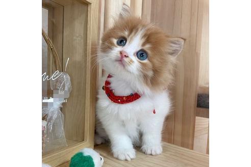 成約済の長野県のマンチカン-17452の5枚目