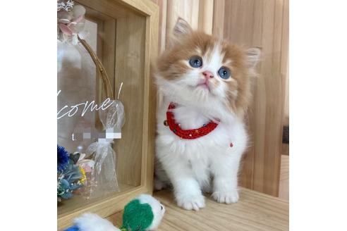 成約済の長野県のマンチカン-17452の4枚目