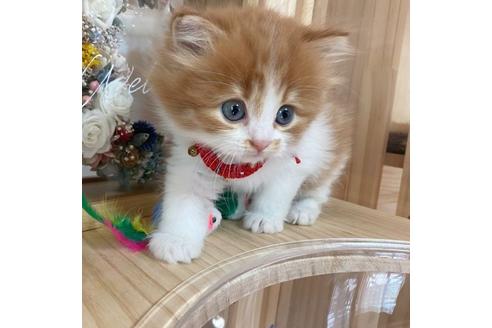 成約済の長野県のマンチカン-17452の3枚目