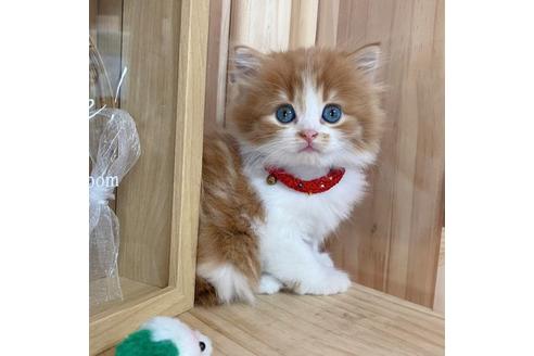 成約済の長野県のマンチカン-17452の2枚目