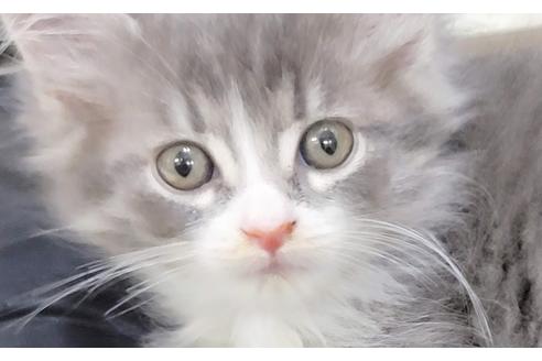 成約済の埼玉県のサイベリアン-16660の1枚目