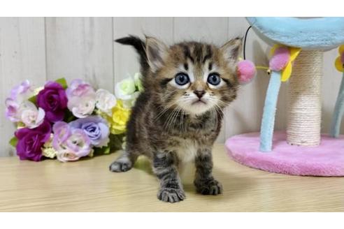 成約済の大阪府のサイベリアン-17491の5枚目