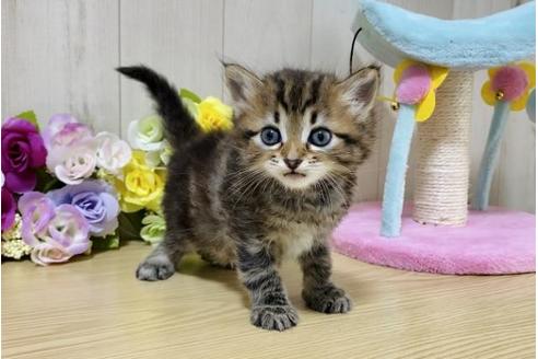 成約済の大阪府のサイベリアン-17491の4枚目