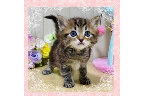 成約済の大阪府のサイベリアン-17491の1枚目