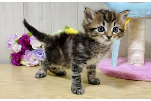 成約済の大阪府のサイベリアン-17491の2枚目