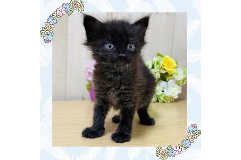 成約済の大阪府のサイベリアン-17493の1枚目