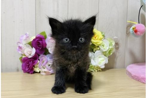 成約済の大阪府のサイベリアン-17493の5枚目