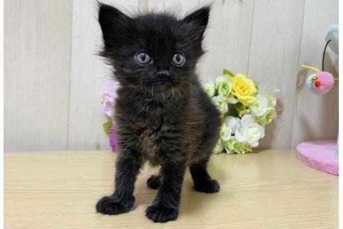 成約済の大阪府のサイベリアン-17493の4枚目