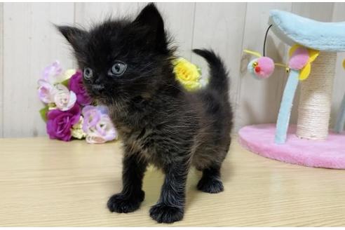 成約済の大阪府のサイベリアン-17493の3枚目