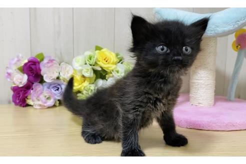 成約済の大阪府のサイベリアン-17493の2枚目