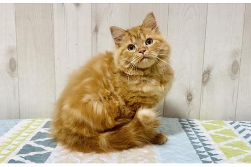 成約済の大阪府のスコティッシュフォールド-17494の5枚目