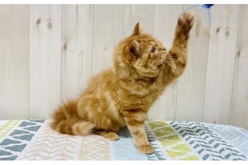 成約済の大阪府のスコティッシュフォールド-17494の3枚目