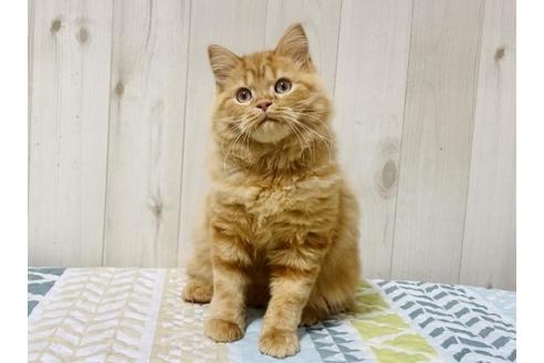 成約済の大阪府のスコティッシュフォールド-17494の2枚目