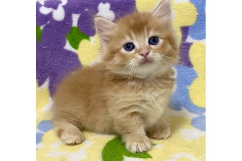 成約済の神奈川県のミヌエット-17294の4枚目