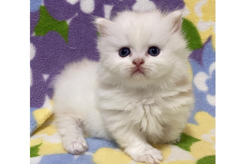 成約済の神奈川県のミヌエット-17329の4枚目