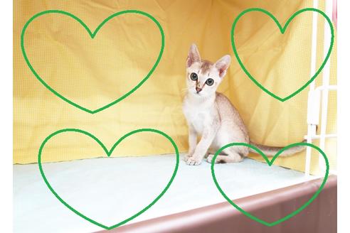 成約済の東京都のシンガプーラ-17525