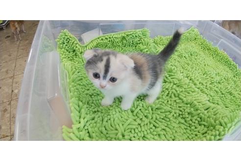 成約済の愛知県のスコティッシュフォールド-17129