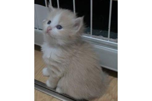 成約済の茨城県のノルウェージャンフォレストキャット-17559の2枚目