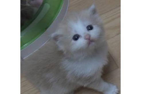 成約済の茨城県のノルウェージャンフォレストキャット-17560の3枚目