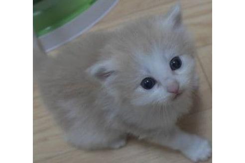 成約済の茨城県のノルウェージャンフォレストキャット-17560