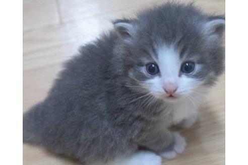 成約済の茨城県のノルウェージャンフォレストキャット-17561の2枚目