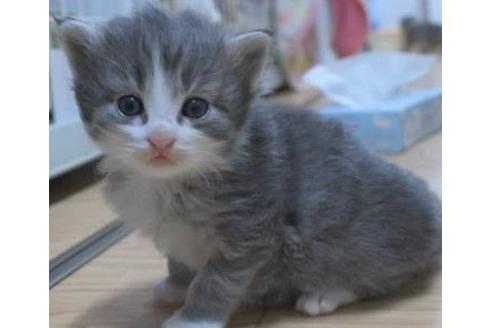 成約済の茨城県のノルウェージャンフォレストキャット-17562