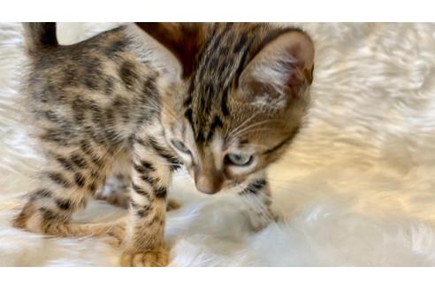 成約済の愛媛県のベンガル-17572の3枚目