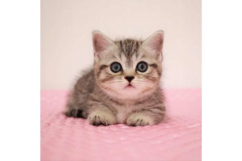 成約済の福岡県のマンチカン-17569の9枚目