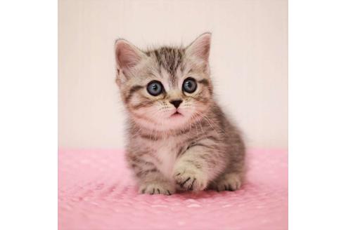 成約済の福岡県のマンチカン-17569の8枚目