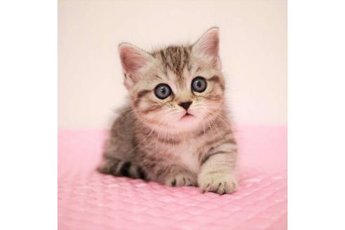 成約済の福岡県のマンチカン-17569の7枚目