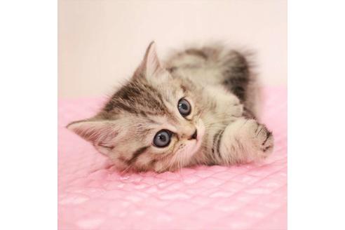 成約済の福岡県のマンチカン-17569の6枚目