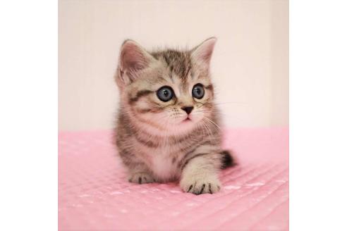 成約済の福岡県のマンチカン-17569の5枚目