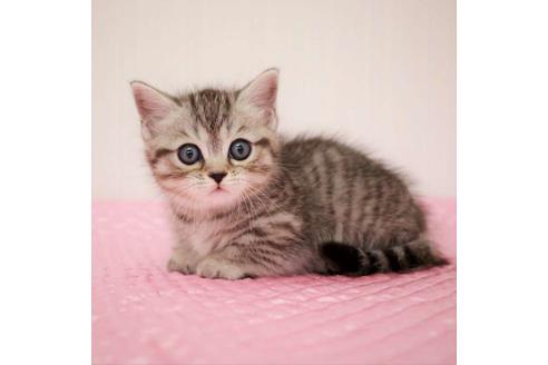 成約済の福岡県のマンチカン-17569の4枚目